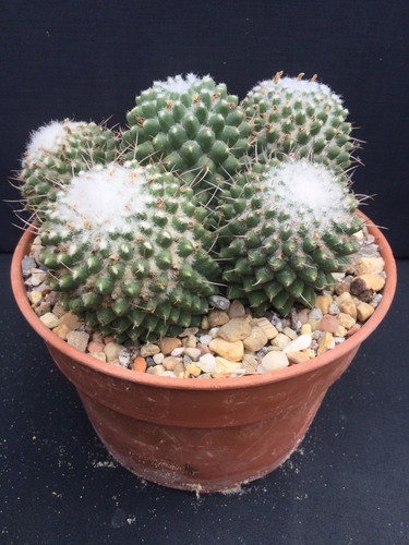Mature mammillaria poythele - mature,