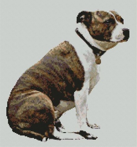 Staffordshire terrier dog - staffordshire,