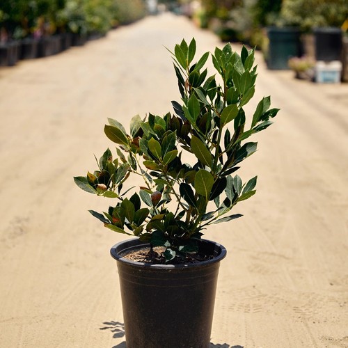 Laurus nobilis bay tree - bay, "