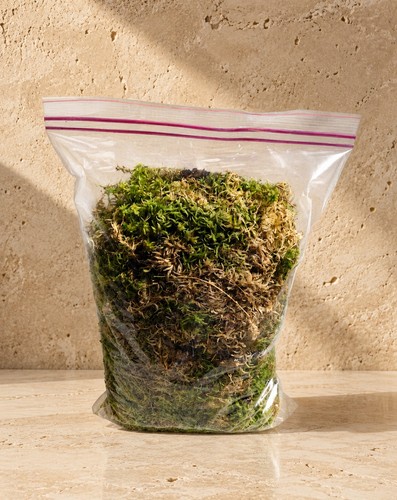 Sphagnum moss live - 2l, 100%