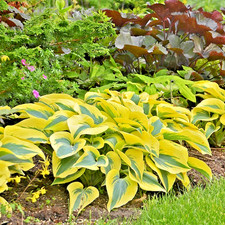 Hosta 'Autumn Frost ' Shadowland series in a 9cm pot