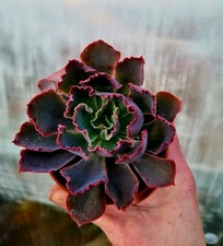 Echeveria Neon Breakers |