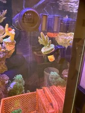 Magnetic Coral Single Frag Plug For Back Wall Or Glass