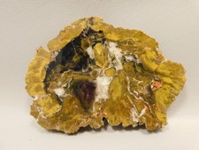 Petrified Wood Polished Stone Slab Cockscomb Utah #O188-6