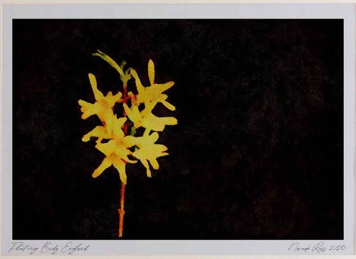 Wild flowers plants 013111 - wild,