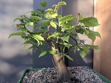 Large part trained yamadori - large,