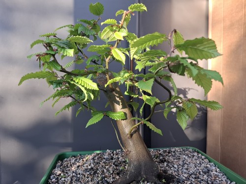 Large part trained yamadori - large,