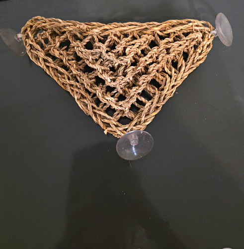 Reptile hammock lizard - reptile,