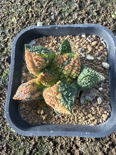 Ariocarpus godzilla variegated - ariocarpus,