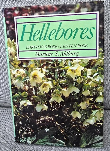 Hellebores christmas rose - hellebores,