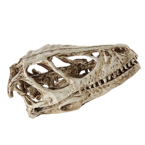 Realistic animals skull - realistic,