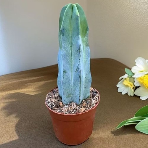 Myrtillocactus geometrizans - ,