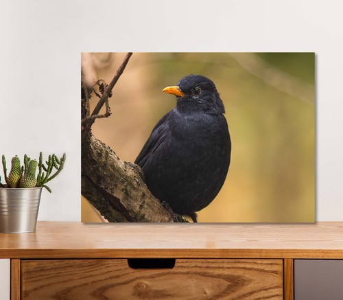Common eurasian blackbird - eurasian,
