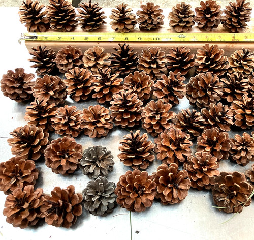 Lot pitch pine cones for - 20,