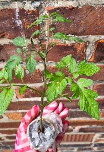 Organic piccolo tomatoes - organic,