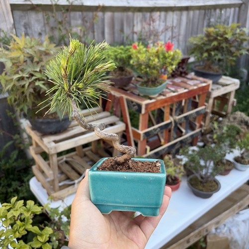 Japanese black pine - black, 15