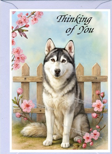Siberian husky dog thinking - siberian,