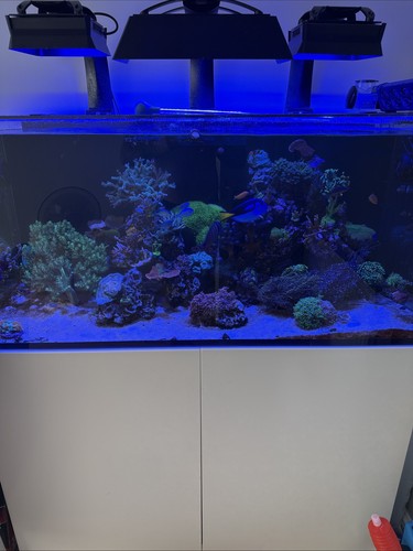 Red sea reefer - red,
