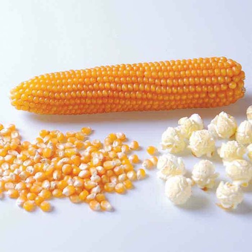 Popcorn kernels 500g - popcorn, 2kg