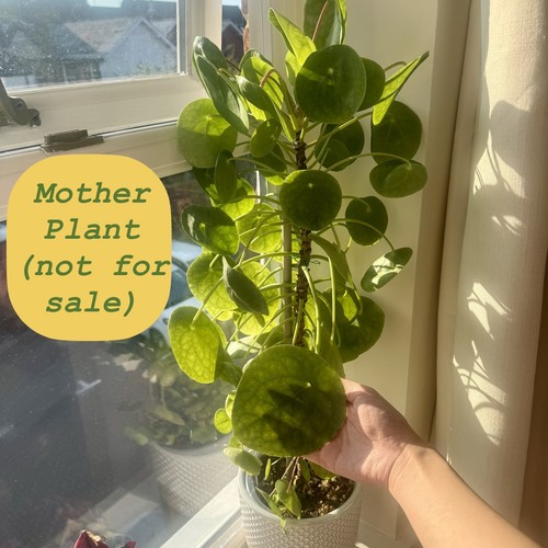 Baby chinese money plant - chinese,