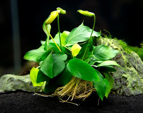 Anubias nana live - nana,