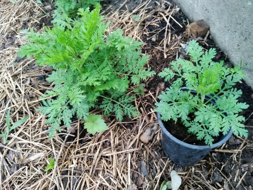 Bulk artemisia annua - bulk,