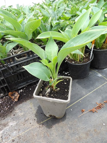 Hosta empress - , wu