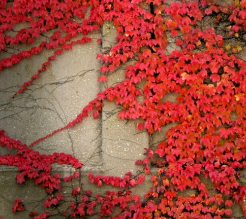 Virginia creeper live - 🌺🌺virginia,