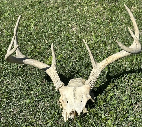 Wild point whitetail - point, deer