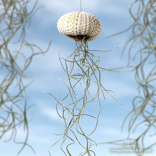Jellyfish spanish moss - 1,