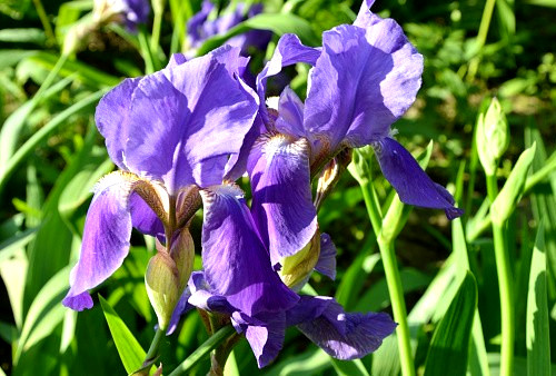Blue fragrant flower iris - 2x,
