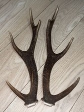 PAIR OF SIKA DEER ANTLERS