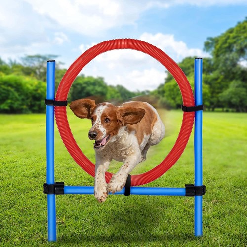 Dog agility jump ring training - dog,