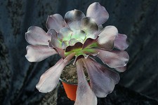 Aeonium 'Cyclops'
