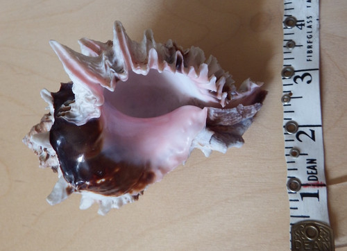 Natural queen conch shell - queen,