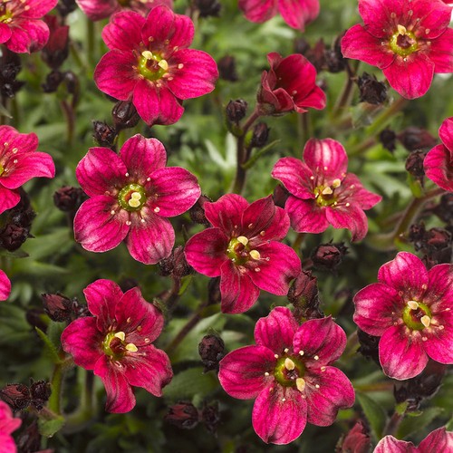Saxifrage alpino deep rose - alpino,