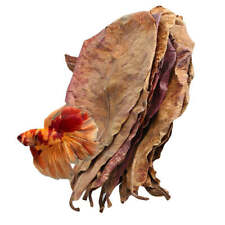 Large Indian Almond Leaves Catappa Shrimp Food 6-9" Blackwater Aquarium Fishtank