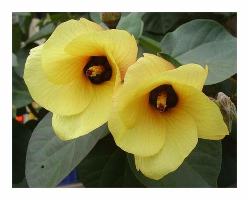 Cotton tree hibiscus - cotton,