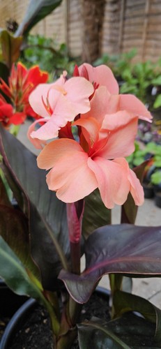 Canna indica mango - mango|, seeds