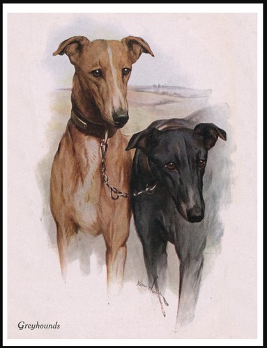 Greyhound dogs lovely dog - lovely, art