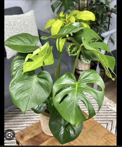 Swiss cheese plant monstera - swiss,