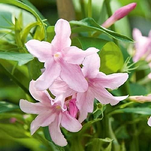 Pink jasmine jasminum - jasmine,