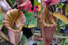 Nepenthes Veitchii kelabit