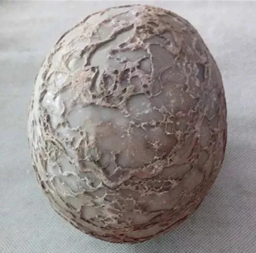 Segnosaur dinosaur egg - segnosaur,