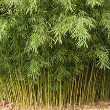 Fargesia robusta Campbell