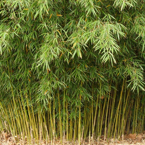 Fargesia robusta campbell - fargesia,