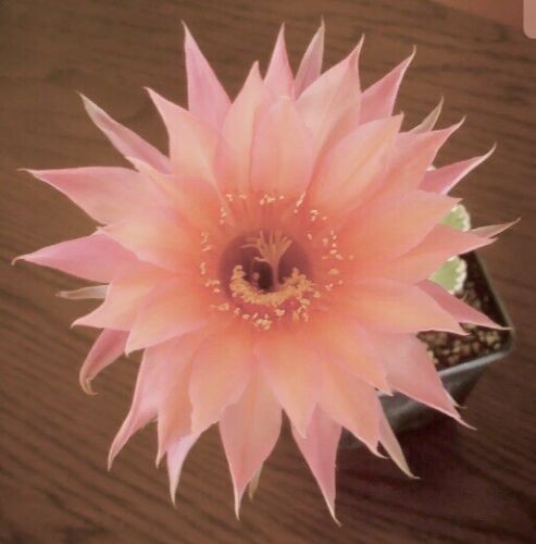 Large flowered echinopsis - large,