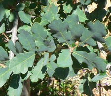 Blue Oak tree , Quercus , Oak