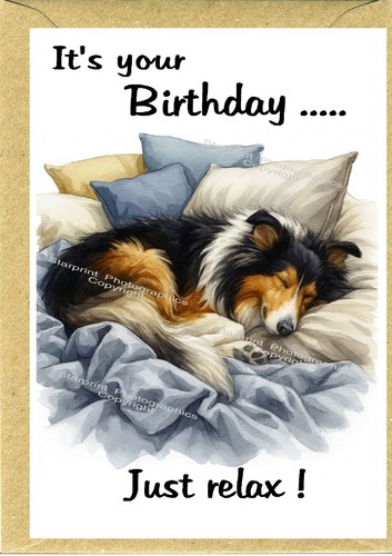 Rough collie dog - collie, colour)