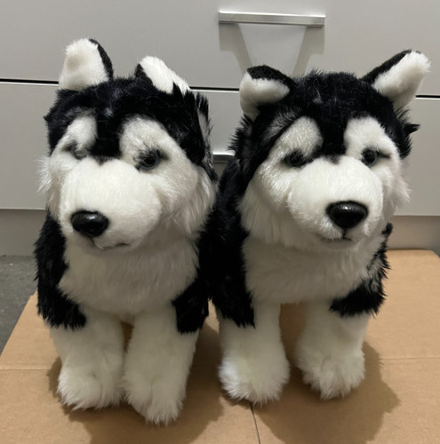 Siberian husky puppy dog - 2x,